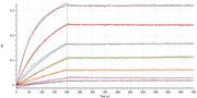 Recombinant Human/Cynomolgus CD28 (C-mFc)