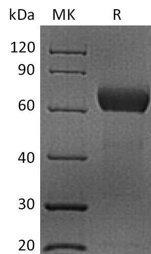Recombinant Human SLAMF2 (C-mFc)