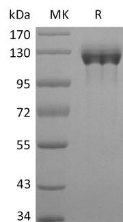Recombinant Human G-CSFR (C-Fc)