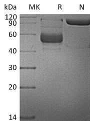 Recombinant Human LIGHT (N-mFc)