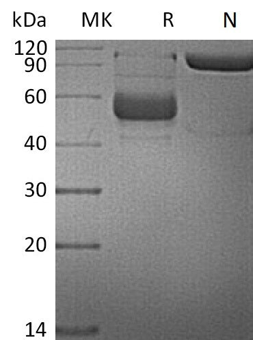 Recombinant Human LIGHT (N-mFc)