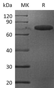 Recombinant Mouse LILRB4 (C-Fc)