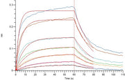Recombinant Human CD40 (C-mFc)