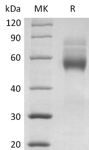 Recombinant Human HVEM (C-mFc)