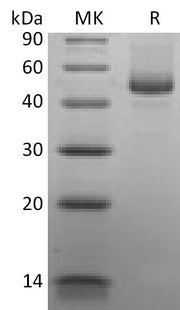 Recombinant Human CD27L (C-mFc)