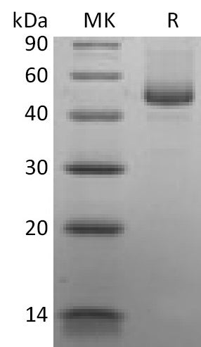 Recombinant Human CD27L (C-mFc)