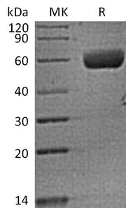 Recombinant Human FAM3B (C-Fc)