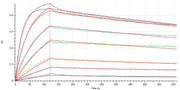 Recombinant Human SIRPA (C-6His)