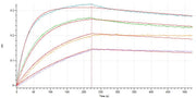 Recombinant Cynomolgus Siglec-15 (C-6His)