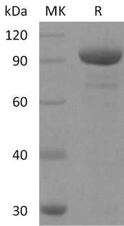 Recombinant Human CD73 (AAH65937.1, C-Fc)