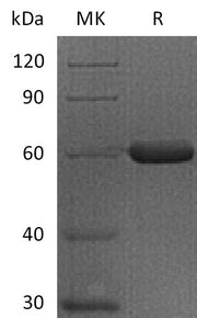 Recombinant Human FGL1 (C-Fc)