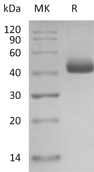 Recombinant Human IL-5 (C-mFc)