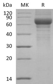 Recombinant Human Vitronectin (N-Truncated, C-6His)