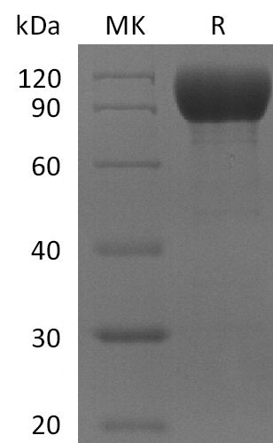 Recombinant Mouse IL-1RL2 (C-Fc)
