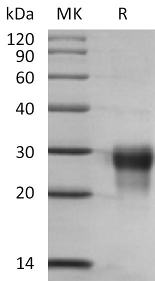 Recombinant Human PLGF-2 (C-6His)