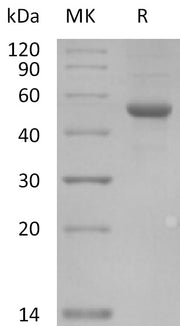 Recombinant Human ILDR2 (C-Fc)