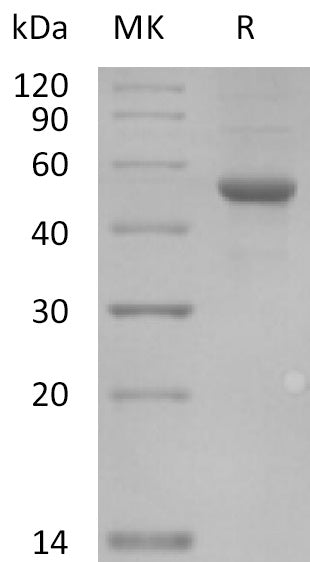 Recombinant Human ILDR2 (C-Fc)