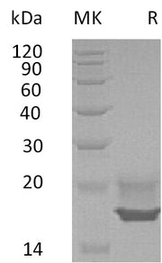 Recombinant Human CDNF (C-6His)