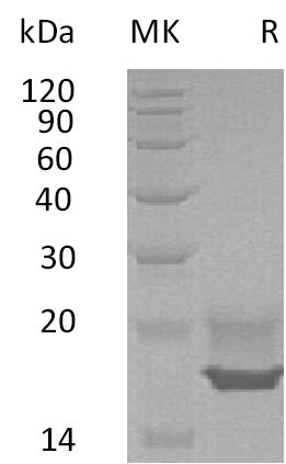Recombinant Human CDNF (C-6His)