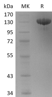 Recombinant Human Tie-2 (C-Fc)