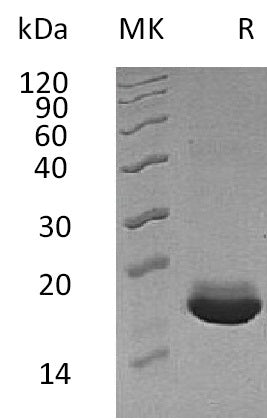 Recombinant Human MANF (C-6His)