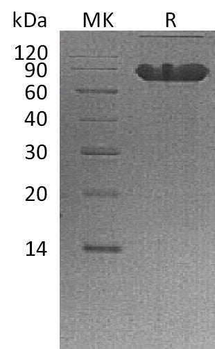 Recombinant Human CD44 (C-Fc)