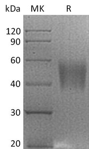 Recombinant Rhesus Macaque B7-H4 (C-6His)