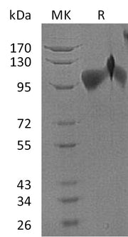 Recombinant Human BMPR2 (C-Fc-6His)