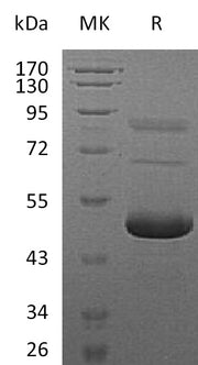 Recombinant Mouse EFNA5 (C-6His)