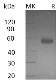Recombinant Human BTLA (C-Fc)