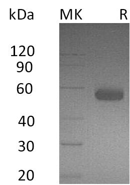 Recombinant Human BTLA (C-Fc)