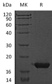 Recombinant Mouse CST7 (C-6His)
