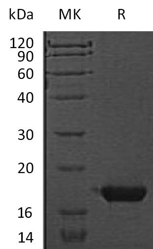 Recombinant Mouse CST7 (C-6His)