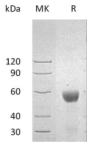 Recombinant Human NKG2DL2 (C-Fc)