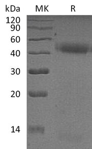 Recombinant Human PSG2 (C-6His)