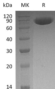 Recombinant Human CD200 (C-Fc)