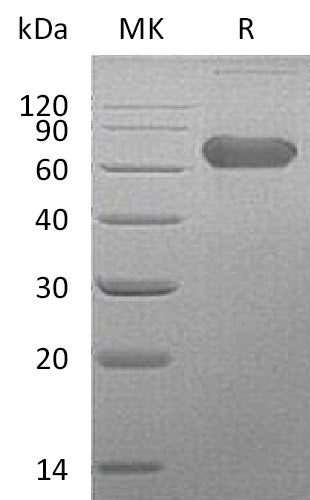 Recombinant Human LTBR (C-Fc)