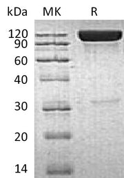 Recombinant Human ICAM-1 (C-Fc)