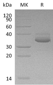 Recombinant Human CXCL10 (C-Fc-6His)