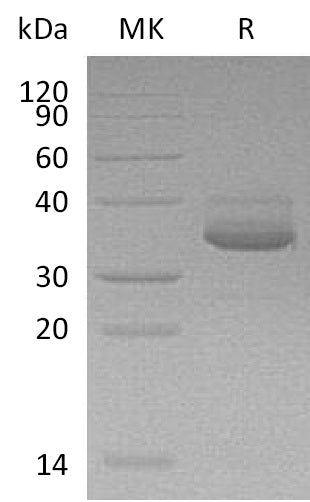 Recombinant Human CXCL10 (C-Fc-6His)