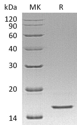 Recombinant Human REG4 (C-6His)