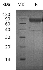Recombinant Human CD300a (C-Fc-6His)