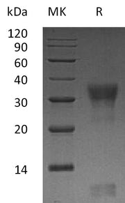 Recombinant Human PIK3IP1 (C-6His)