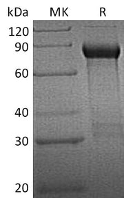 Recombinant Human GFRA1 (C-Fc)