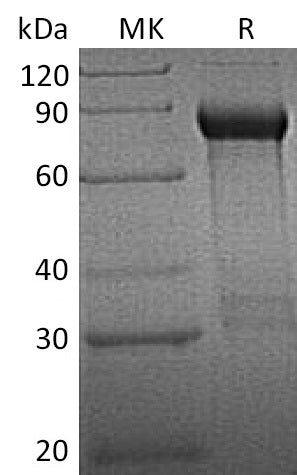 Recombinant Human GFRA1 (C-Fc)
