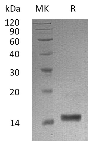 Recombinant Human LALBA (C-6His)