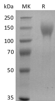 Biotinylated Human CEACAM5 (C-6His-Avi)