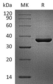 Biotinylated Cynomolgus FGL1 (C-Avi-6His)