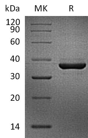 Biotinylated Cynomolgus FGL1 (C-Avi-6His)