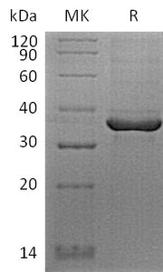 Biotinylated Human FGL1 (C-Avi-6His)